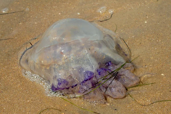 Medusas en la playa — Foto de Stock
