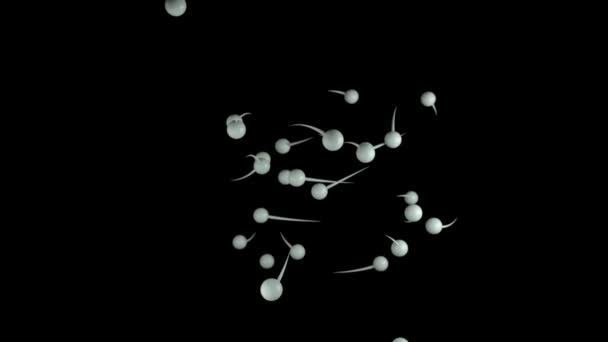 Siyah bir zemin üzerine sperm hareketi. Liderlik. Gübreleme. 3D animasyon — Stok video