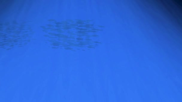 Κινούμενα κύματα ωκεανών από το νερό. Η σχολή ψαριών κολυμπάει μετά την κάμερα. Σιλουέτες. Ηλιακή λάμψη δοκάρια και ακτίνες στο βυθό της θάλασσας υποβρύχια — Αρχείο Βίντεο