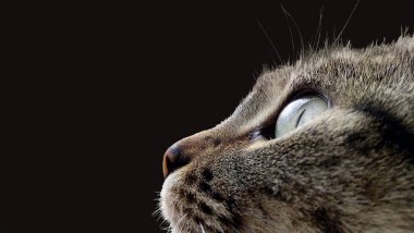 Koyu arkaplanı olan bir kedi portresi