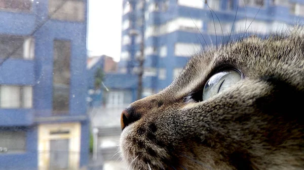 Karantinadaki kedi pencereden bakıyor.