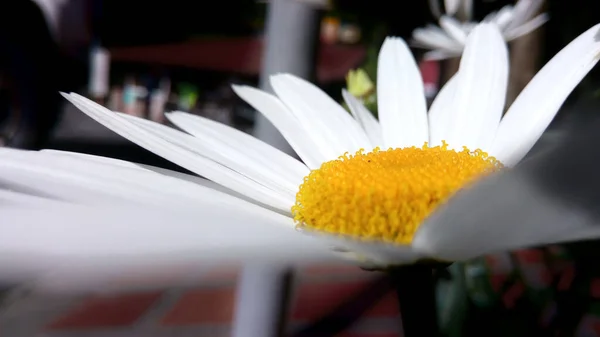 Daisy Flor Close Primavera — Fotografia de Stock