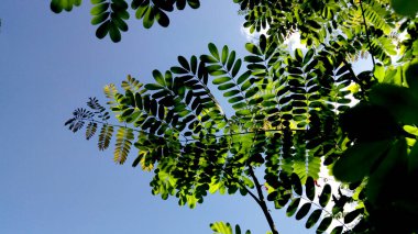 Yaprakların ve gökyüzünün arasından gün ışığı