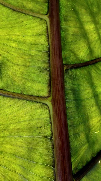 Grön Löv Struktur Närbild — Stockfoto