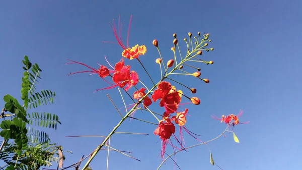 Colombianska Karibiska Blommor Solljus — Stockfoto