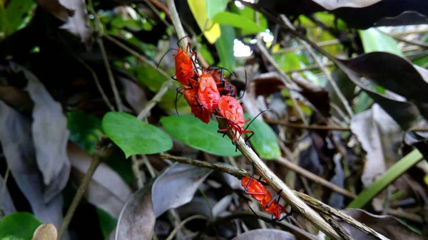 Close up from red beetles in a branch