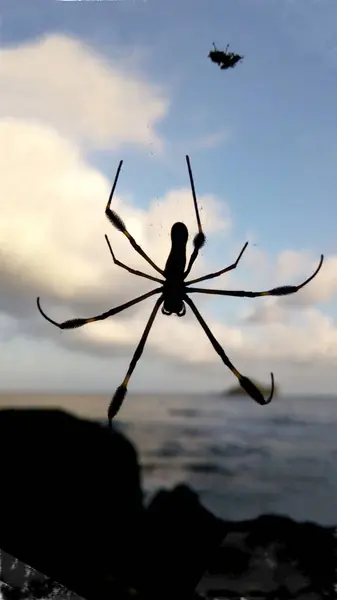 Silhouette Araignée Près Mer Avec Ciel Nuageux — Photo