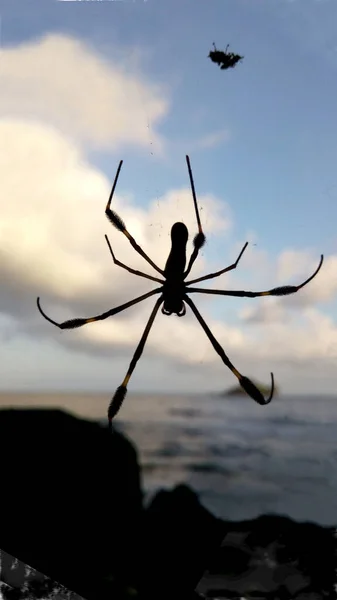 Silhueta Aranha Perto Mar Com Céu Nublado — Fotografia de Stock