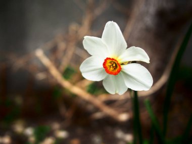 Koyu turuncu merkezli beyaz çiçek, portre.