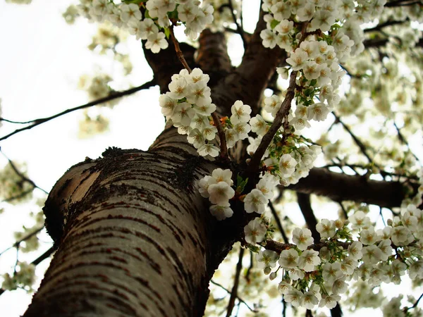 Las Flores Blancas Sobre Árbol Primavera — Foto de Stock