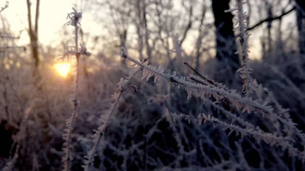 Forêt Gelée Avec Fond Coucher Soleil — Photo