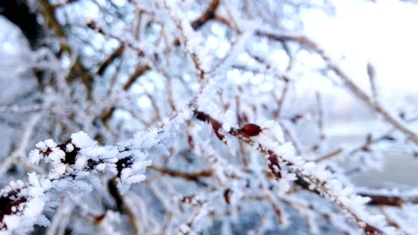 冬日下午结冰的枝条质地 — 图库照片