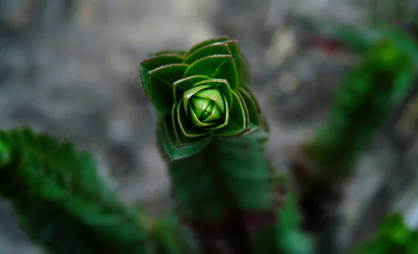 Mała Zielona Roślina Rośnie Zbliżenie — Zdjęcie stockowe