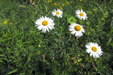Sıradan chamomiles her yerde büyüyor. Bir fotoğraf bir duvarı süsleyebilir veya iş yerinde kullanılabilir.