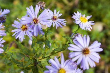Eylül ayında şehir dışında çayırda çiçek açan küçük ihale asters.
