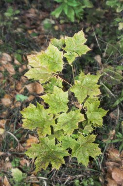 Sevimli bir küçük akçaağaç sonbaharbekliyor. Bir gün bu dalanın güçlü bir ağaç olacağına inanmak zor..