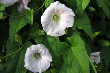 Narin loaches - yaban hayatı çocukları