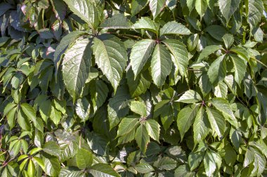 Bir ampel bitki nin yapraklarından güzel arka plan.