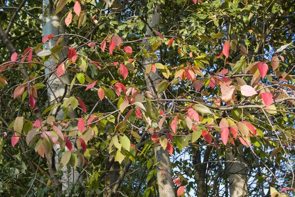 Яркий Фон Красочных Осенних Ветвей — стоковое фото