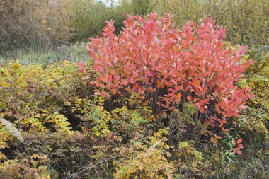 Doğada sonbaharın kırmızı, sarı ve yeşil renkleri
