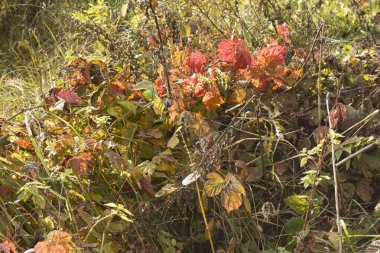 Utangaç, ahududu çalısı soluyor