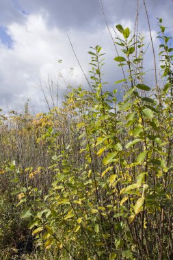 Alan hala canlı, ama kar bulutları onun üzerinde toplanıyor.