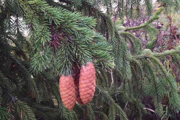 Fir Cones Beautiful Spruce Beautiful Children — Stock Photo, Image