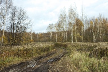 Kasvetli gökyüzünün arka planında sonbahar manzarası