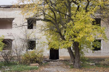 Harabeler ve ağaçlar. Yakında ne biri kalacak ne de diğeri..