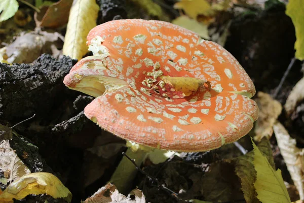 Seta Tóxica Bosque — Foto de Stock