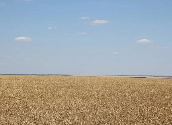Haziranda mavi gökyüzüne karşı olgun arpa tarlası.
