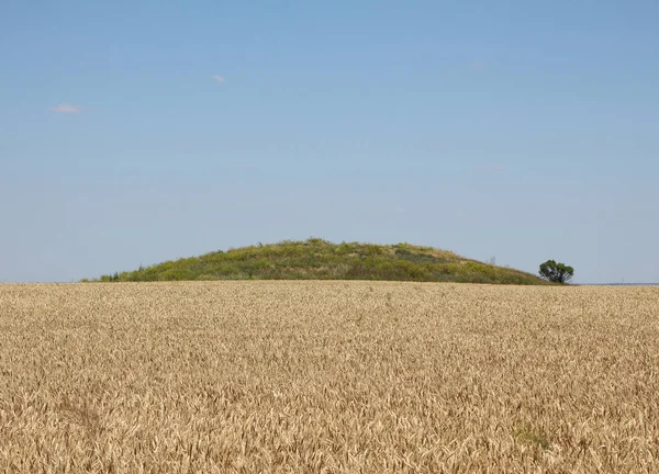 Haziranda mavi gökyüzüne karşı olgun arpa tarlası.