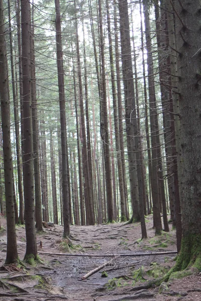 yaz aylarında doğal peyzaj milli park