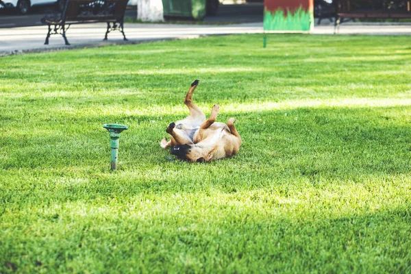 Портрет Милой Собаки Лежащей Траве Отдыхающей Зеленом Парке — стоковое фото