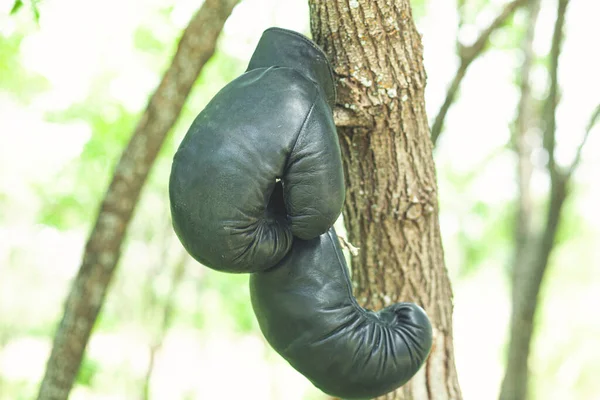 Dvě Boxerské Rukavice Visí Stromě — Stock fotografie