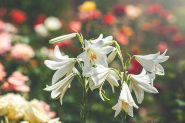 Taze bahar yeşil yapraklı çan şeklinde çiçekler ve taç yapraklarında yeşil noktalar bulunan Beyaz Yaz Kar Tanesi çiçekleri (leucojum aestivum). Botanik bahçesinde bahar çiçek açma zamanı..