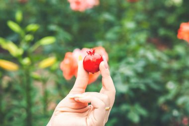 Arka planda olgun nar meyvesi tutan kadın ellerini kapat. 