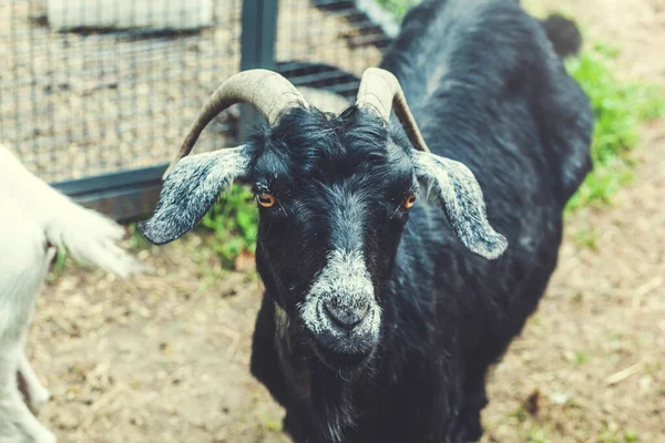 Kara Keçi Portresi Koyu Keçi Yeşil Yaz Çayırında — Stok fotoğraf