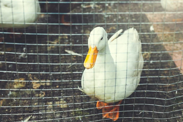 Dirty White Ducks Muddy Yard Surrounded Metal Net — Stock Photo, Image
