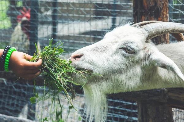 Menina Alimenta Uma Cabra Cabra Zoológico Fotografias De Stock Royalty-Free