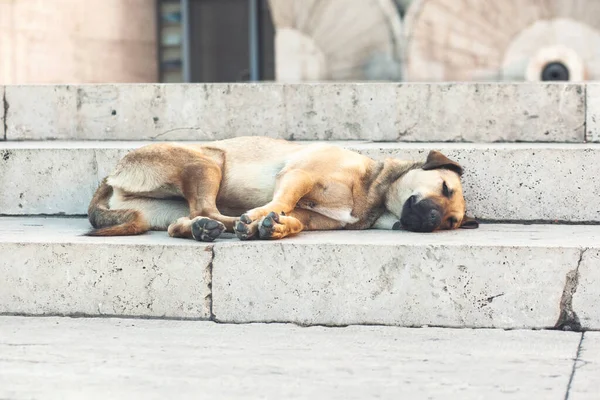 dog lying down taking a nap on the stairs.