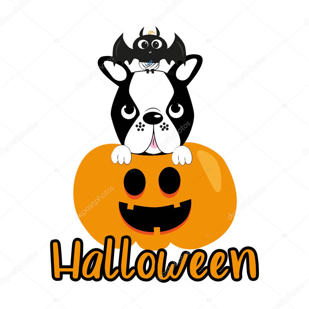 Cute halloween graphics illustration, bat, boston terrier and pumkin.