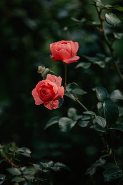 kırmızı pembe gül çiçeği