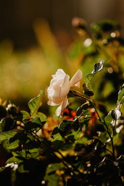 Bahçede beyaz gül çiçeği