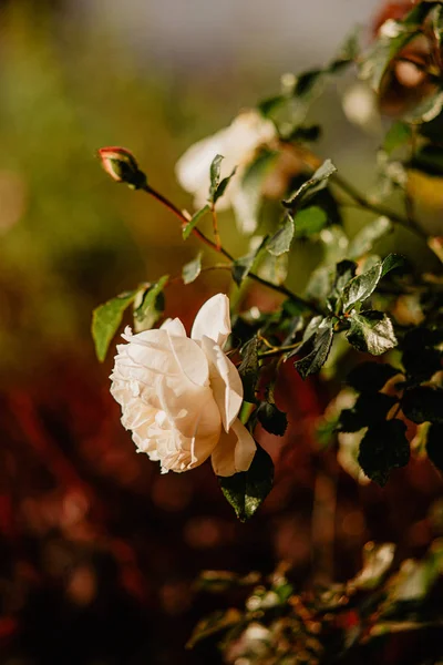 Bahçede beyaz gül çiçeği