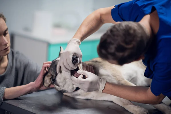 Ein Tierarzt untersucht die Mundhöhle seines pelzigen Patienten — Stockfoto