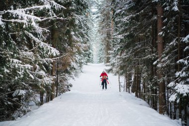 Genç evli kayakçılara neşe ve mutluluk getiren ladin ormanında bir yürüyüş