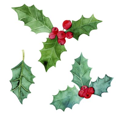 Noel ve Yeni Yıl sembol dekoratif unsurları. Holly böğürtlen. Noel suluboya çizimi