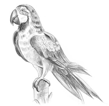 Kalem çizimi. Ara papağanı