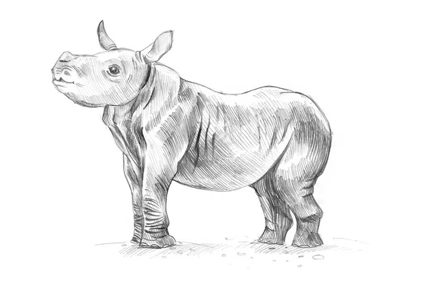 铅笔草图 犀牛宝宝 — 图库照片
